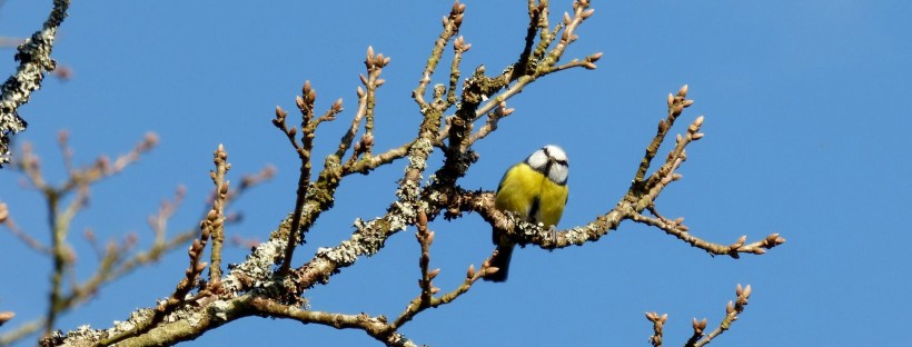 Conduksen kuukausitiedote 2/2017