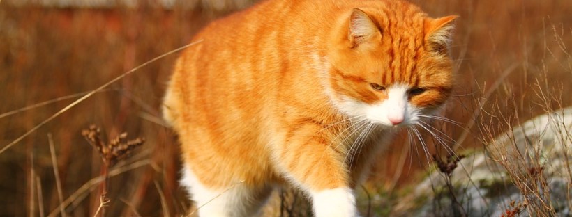 Conduksen kuukausitiedote 4/2017